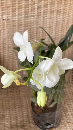 A picture of Flowers