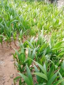 A picture of Tenera Sprouted Seeds Matured Oil Palm and Coconut Palms Dwarf