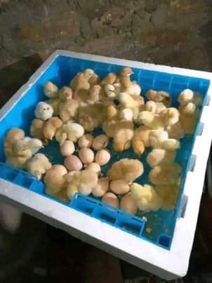 A picture of Egg incubators