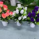 plants