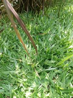 grass