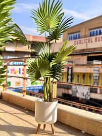 A picture of Artificial Plants and Flowers