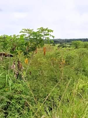 A picture of Land