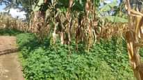 A picture of Uwanja unauzwa