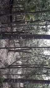 Adesh R.
