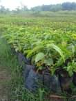 A picture of Our dear customers the rainy season has started we are