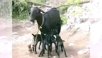 A picture of FEW GOATS REMAINING FOR GRAB WITH FREE DELIVERIES DONE ACROSS