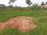 A picture of Gangu makindye ssabagabo plot on quick sale