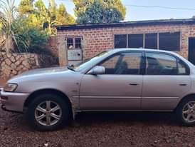 A picture of Kikumi for sale