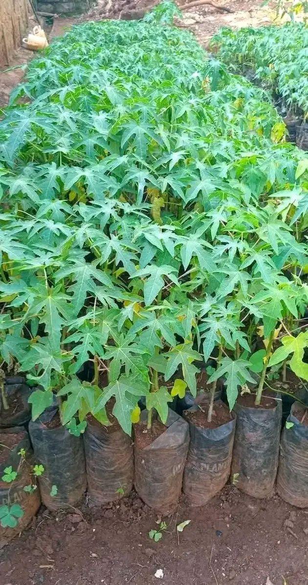 seedlings