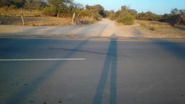 stands