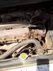 A picture of Almera tino