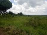 A picture of Farmland on sale