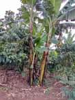 A picture of 3 ACRES OF PRIVATE MILE LAND FOR SALE 25m per