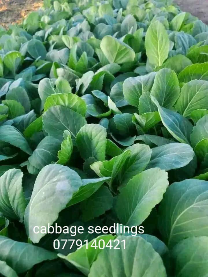 seedlings