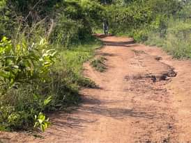 A picture of 50 acres in kayunga Bbale at 6m each