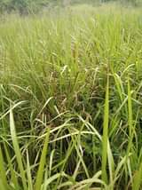 A picture of 7 fertile acres on sale all at 108 5m 1km