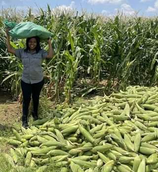 A picture of Maize farming