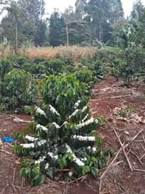 A picture of seedlings