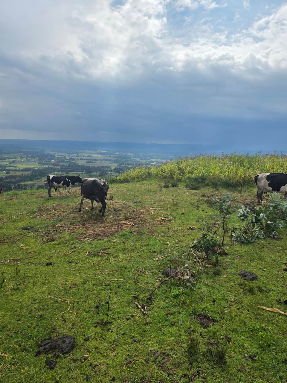 agricultural