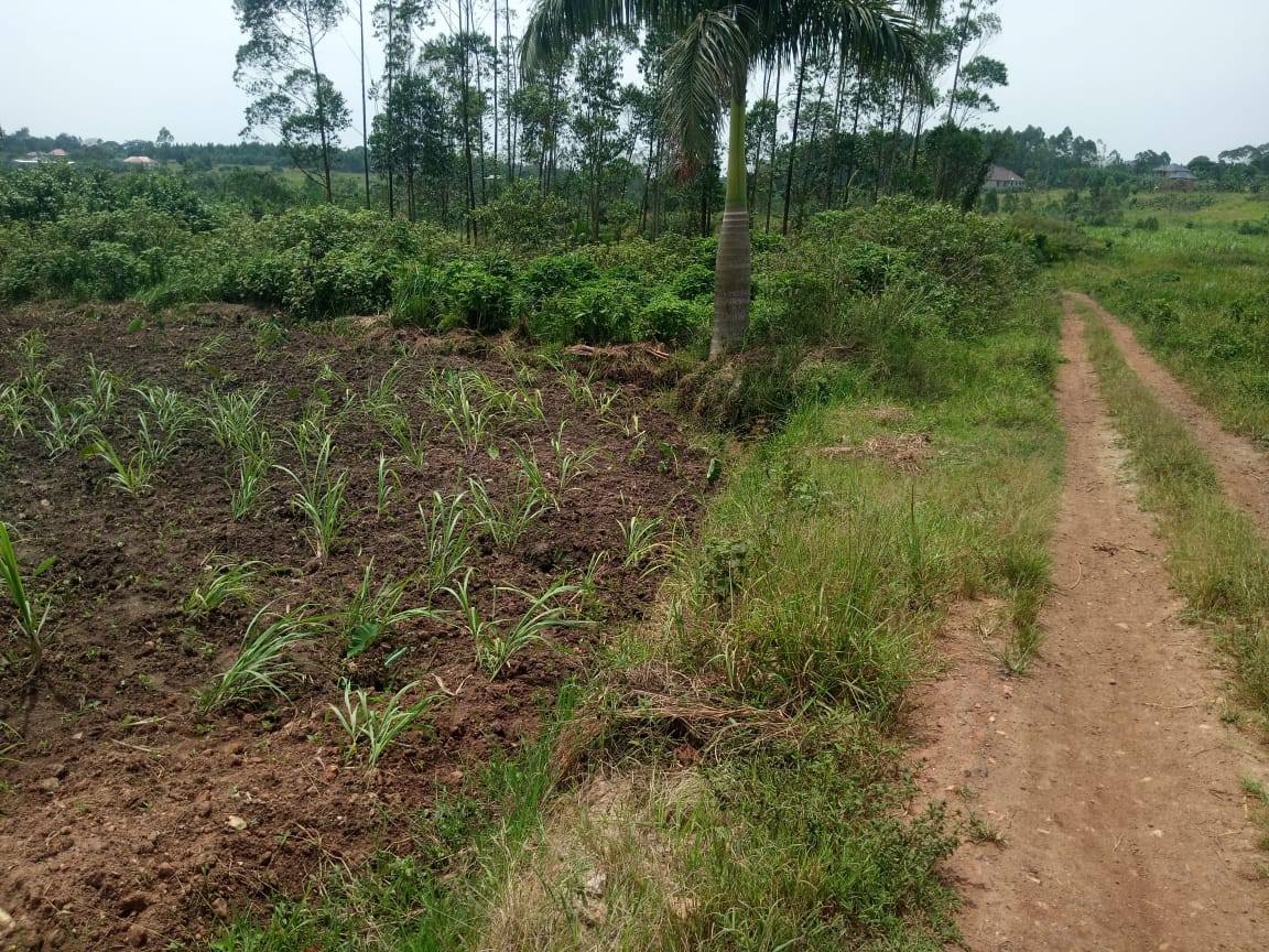 A picture of HOT DEAL ON QUICK SALE ugx6 8millions Plot size 50