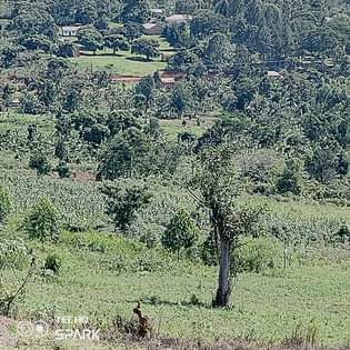 A picture of Land in nkokonjeru