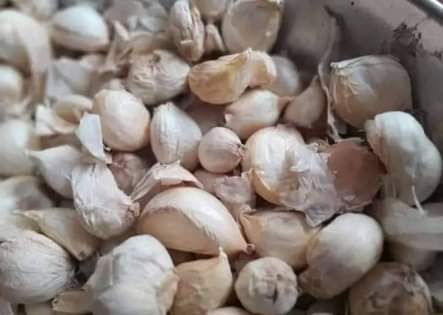 seeds