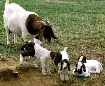 A picture of NEW FRESH FLOCK OF GALLA GOATS FOR READY SALE NOW