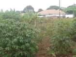 A picture of Plots for sale at Buddo Kimbejja on Masaka rd
