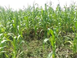 A picture of 3.5 FERTILE ACRES FOR SALE IN NAKASEKE KAPEEKA KAKINZI VILLAGE