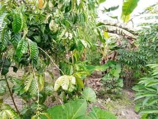 A picture of PLOT 30 400FT FOR SALE IN NAKASEKE KAPEEKA KAWOOMYA VILLAGE