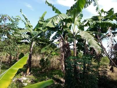 A picture of 2 PLOTS FOR SALE IN NAKASEKE KAPEEKA 50 100FT 2