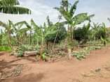 A picture of 57 Decimals with banana plantation available for sale in Nakawuka