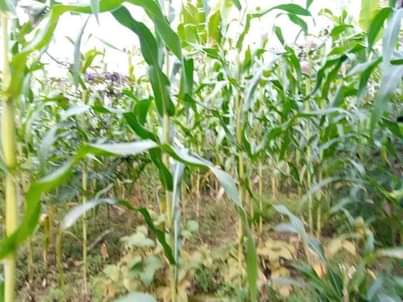 A picture of FERTILE HALF ACRE FOR SALE IN NAKASEKE KAPEEKA KUFFU VILLAGE