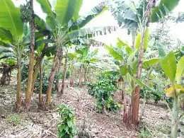 A picture of LAND 5 ACRES FOR SALE