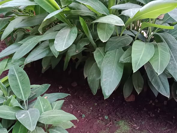 seedlings