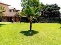 A picture of 5Bedroom House Bank Sale in Mukono for 600M