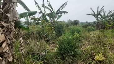 A picture of Land for sale in luweelo