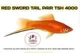 A picture of AQUARIUM AINA TOFAUTI TUNATENGENEZA NA SAMAKI WA MAPAMBO KWA GHARAMA
