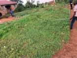 A picture of PLOT FOR SALE at 5Million Located in Wakiso Kiwazzi 2k