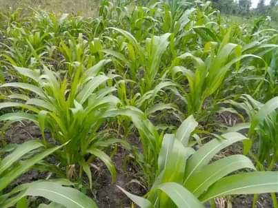 A picture of 1 ACRE FOR SALE IN NAKASEKE KAPEEKA