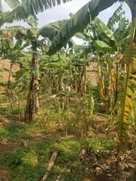 A picture of  Hotdeal Commercial Plot for sale at UGX 20 Million