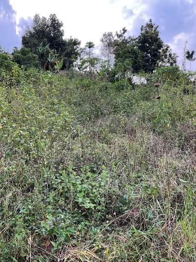 A picture of wakiso namusera