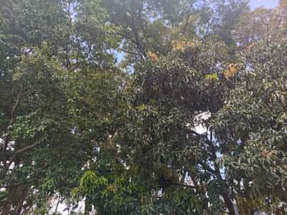 A picture of  Lucrative One acre for sale located in namugongo near