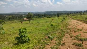 A picture of 50 by 100ft Plots For Sale GOBERO HOIMA ROAD with