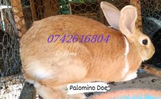 A picture of 0742616804
