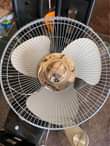 A picture of Fan available now for sale
