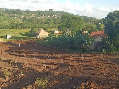 A picture of Matugga gombe Quick sale16.5m busubuzi price 16.5m money needed before