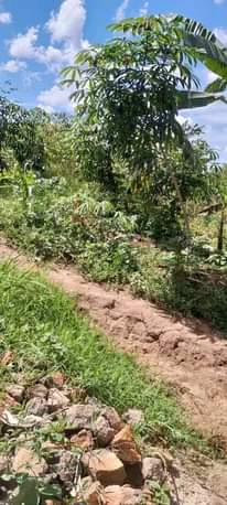 A picture of Land for sell in kavumba
