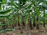 A picture of Busubuzi deal on quick sale 100ft 100ft private mail land